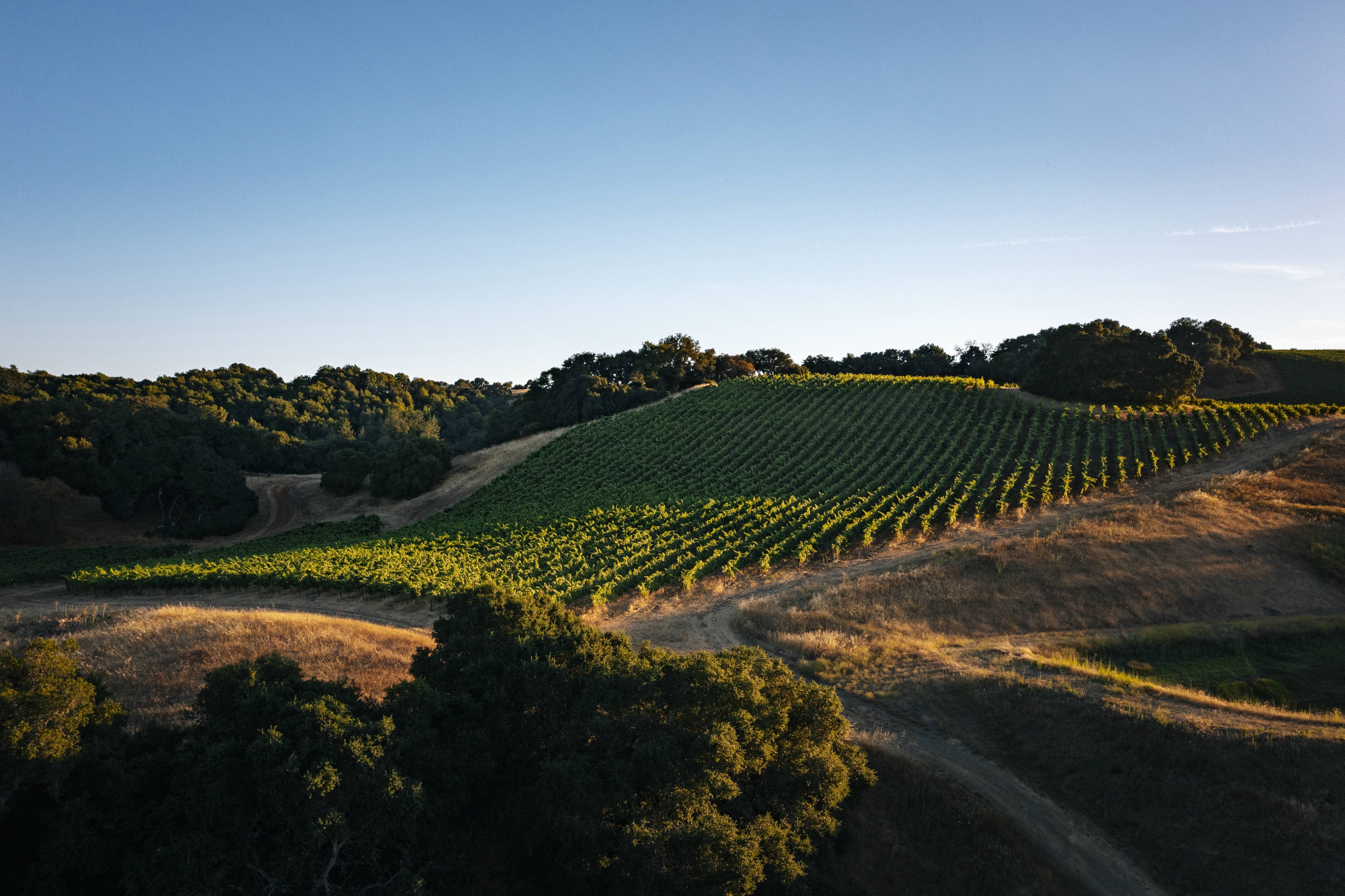 Photo of Sonoma County vineyard